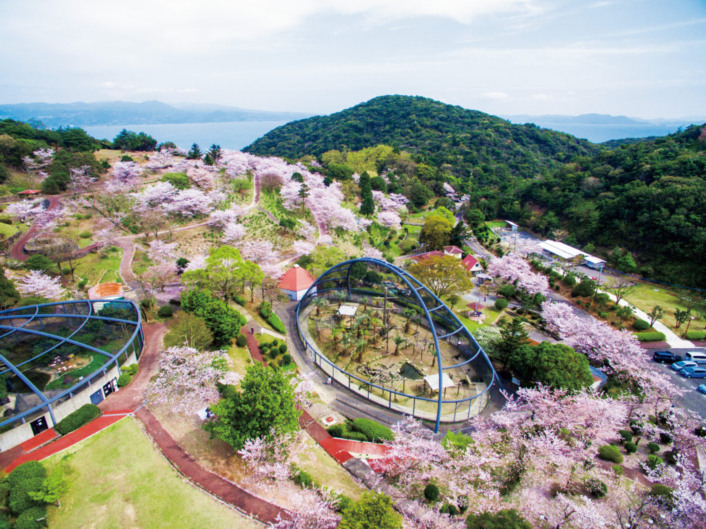 大崎自然公園の桜が見頃です | 見たい。食べたい。遊びたい。 ぶらり[BuRaRi] 長崎【大村線】佐世保